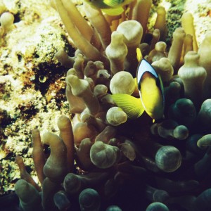 Dahab Clownfish 1