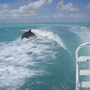 A day of diving and dolphins in the Keys!!!