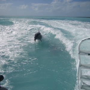 A day of diving and dolphins in the Keys!!!