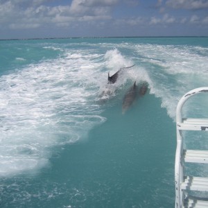 A day of diving and dolphins in the Keys!!!