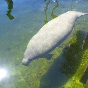 manatee