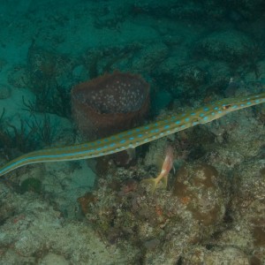 Cornetfish 2