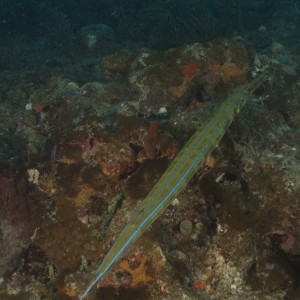 Cornetfish