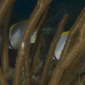 Butterflyfish