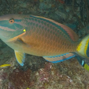 Stoplight Parrotfish