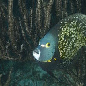 French Angelfish