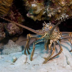 Lobster at Devil's Grotto