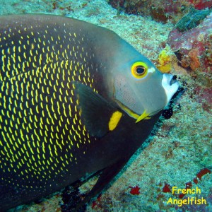 La Buceadora, Los Roques, Venezuela