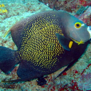 La Buceadora, Los Roques, Venezuela