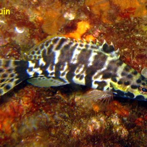 Las Burbujas, Mochima National Park, Venezuela