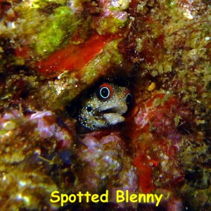 Los Beatos, Isla Borracha, Venezuela