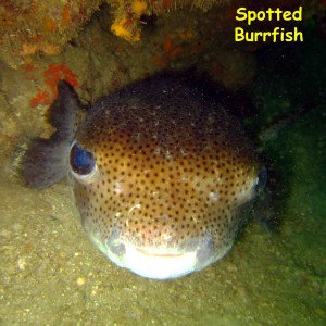 El Caribito, Isla Borracha, Venezuela