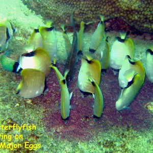 Los Beatos, Isla Borracha, Venezuela