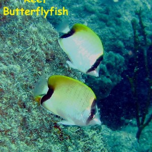 La Buceadora, Los Roques, Venezuela