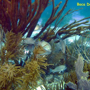 Boca de Cote, Los Roques, Venezuela