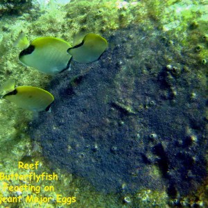 El Caribito, Isla Borracha, Venezuela