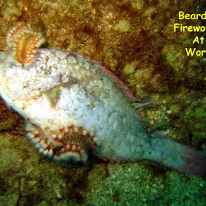 Los Beatos, Isla Borracha, Venezuela