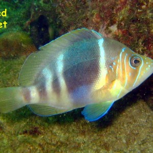 El Caribito, Isla Borracha, Venezuela