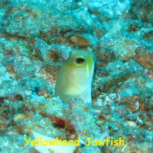 La Guaza, Los Roques, Venezuela