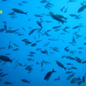 La Guaza, Los Roques, Venezuela