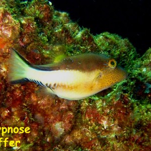 El Vapor Wreck, Mochima National Park, Venezuela