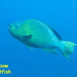 La Guaza, Los Roques, Venezuela