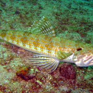 El Caribito, Isla Borracha, Venezuela