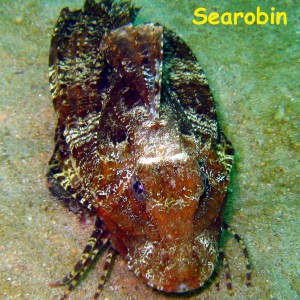 El Vapor Wreck, Mochima National Park, Venezuela