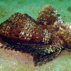 El Vapor Wreck, Mochima National Park, Venezuela