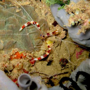 Cleaner Shrimp