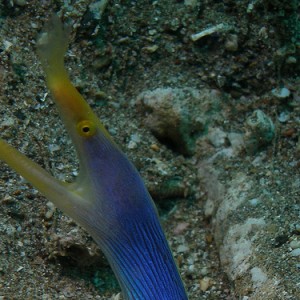 Blue Ribbon Eel