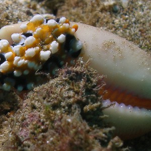 Nudibranch : Ocellate Phyllidia