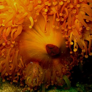 Anemone with Shrimps