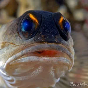 Jawfish