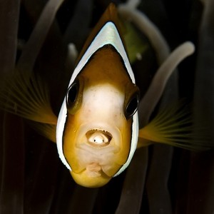 Anemonefish ith parasite