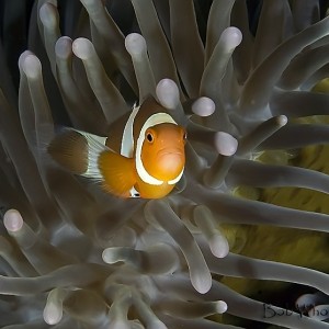 Anemonefish