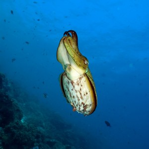 Cuttlefish