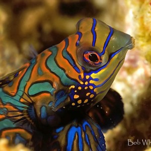 Mandarinfish from Lembeh