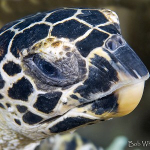 Young female Hawksbill Turtle