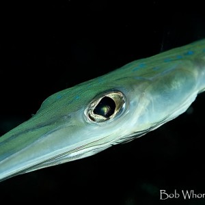 Cornetfish