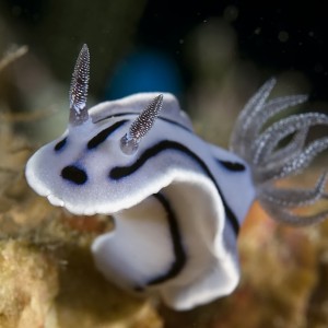 Chromodoris Willani