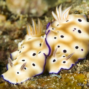 Risbecia trioni