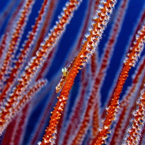 Goby with parasites on whips