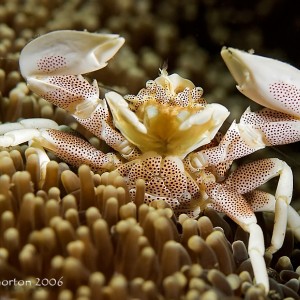 Porcelain Crab