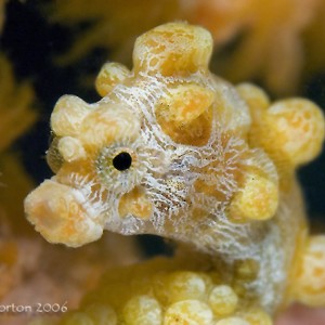 Pygmy Seahorse