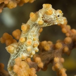 Pygmy Seahorse