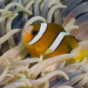 Anemonefish