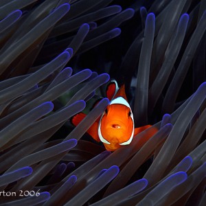 Anemonefish