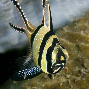 Bangai Cardinalfish