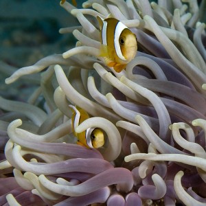 Anemonefish